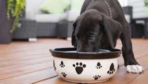 4 Вида крупа, които могат да бъдат включени в диетата на кучето и да не се тревожат за нейното здраве